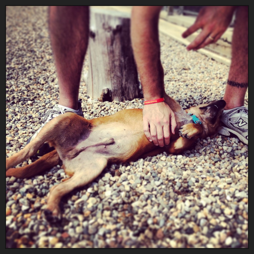 Impact 52 plays with dogs at the SPCA