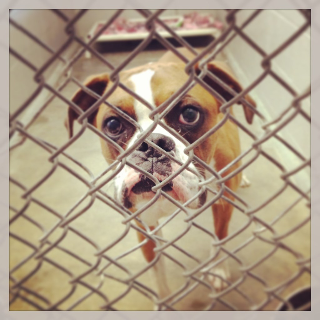 Impact 52 volunteers at the Allen County SPCA