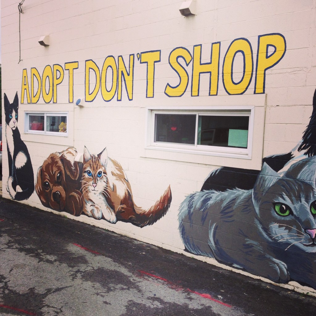 Impact 52 says Adopt, Don't Shop